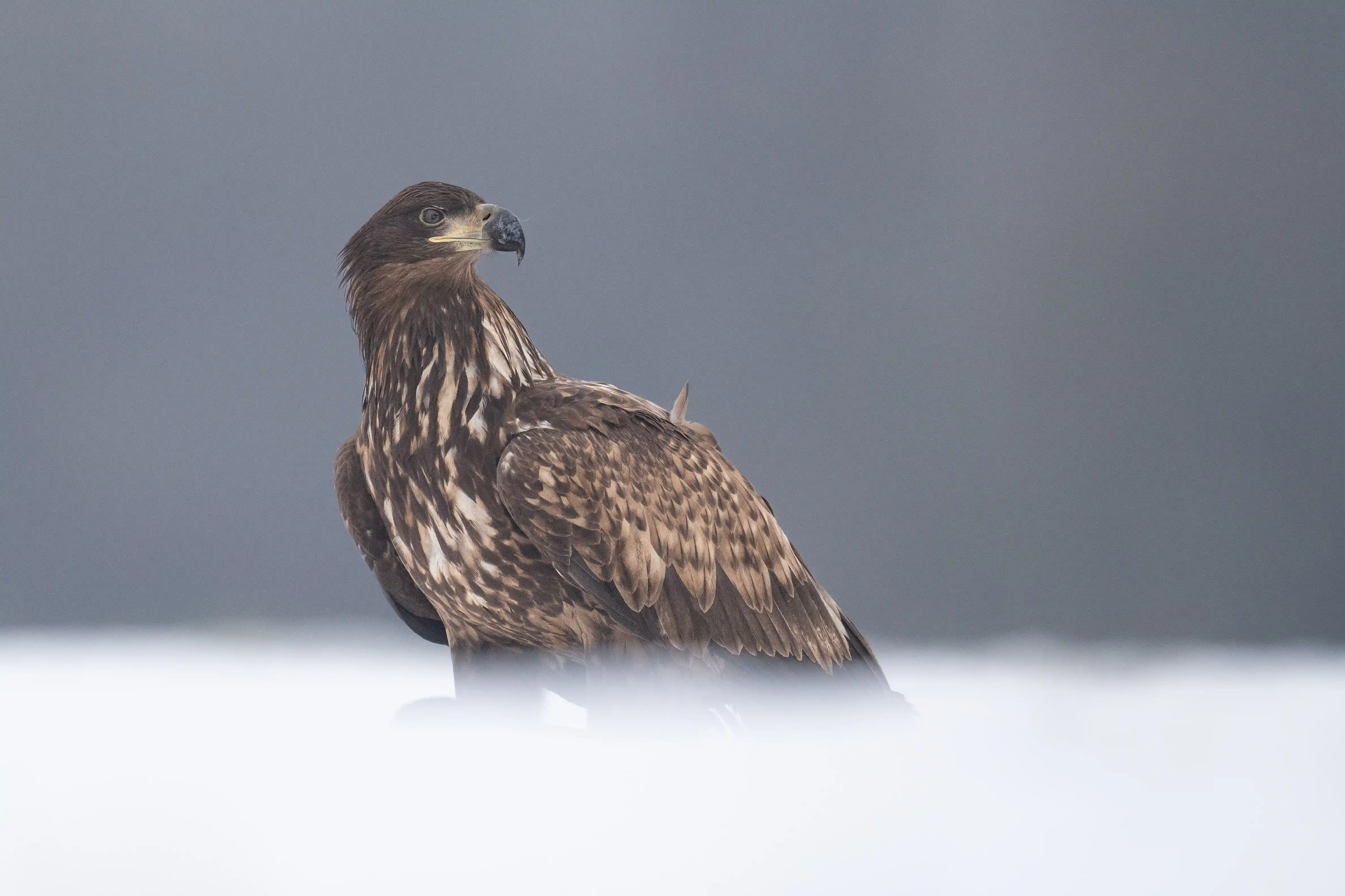 Warmia Elite Wildlife Photography gallery image 8